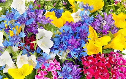 Birthday Flowers in Eagle Grove, IA - Eagle Grove Greenhouses