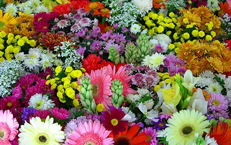 Everyday Flowers in Eagle Grove, IA - Eagle Grove Greenhouses