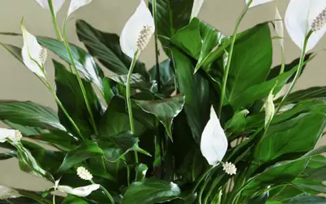 Green and Blooming Plants in Eagle Grove, IA - Eagle Grove Greenhouses